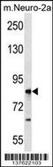 Ring Finger Protein 207 antibody, 59-519, ProSci, Western Blot image 