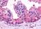 Adhesion G Protein-Coupled Receptor B1 antibody, orb85937, Biorbyt, Immunohistochemistry paraffin image 