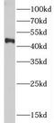Chitobiase antibody, FNab02048, FineTest, Western Blot image 