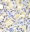 Heparin Binding Growth Factor antibody, FNab03808, FineTest, Immunohistochemistry paraffin image 