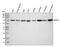 ATPase H+ Transporting V1 Subunit A antibody, A10401-1, Boster Biological Technology, Western Blot image 