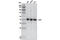 p53 antibody, 9282S, Cell Signaling Technology, Western Blot image 