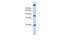 Single Stranded DNA Binding Protein 3 antibody, 27-001, ProSci, Enzyme Linked Immunosorbent Assay image 