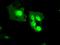 MX Dynamin Like GTPase 1 antibody, GTX84067, GeneTex, Immunofluorescence image 