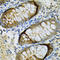 SBP1 antibody, LS-C331366, Lifespan Biosciences, Immunohistochemistry frozen image 