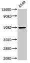Dopamine Receptor D1 antibody, CSB-PA007178LA01HU, Cusabio, Western Blot image 