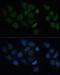 Carnitine O-palmitoyltransferase 2, mitochondrial antibody, 14-415, ProSci, Immunofluorescence image 