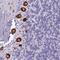 Elongation factor 1-gamma antibody, NBP1-91862, Novus Biologicals, Immunohistochemistry frozen image 