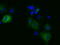 Myo-Inositol Oxygenase antibody, LS-C115410, Lifespan Biosciences, Immunofluorescence image 
