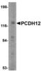 Protocadherin 12 antibody, TA306741, Origene, Western Blot image 