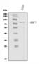 Matrix metalloproteinase-9 antibody, PB9668, Boster Biological Technology, Western Blot image 
