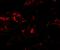 Phospholipase A1 member A antibody, GTX32097, GeneTex, Immunohistochemistry paraffin image 