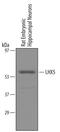 LIM/homeobox protein Lhx5 antibody, PA5-47828, Invitrogen Antibodies, Western Blot image 