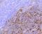 S100 Calcium Binding Protein A1 antibody, A02503S100-1, Boster Biological Technology, Immunohistochemistry frozen image 