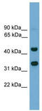 Forkhead box protein I2 antibody, TA331433, Origene, Western Blot image 