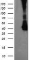 Mitogen-Activated Protein Kinase Kinase 3 antibody, TA505646, Origene, Western Blot image 