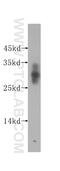2-Aminoethanethiol Dioxygenase antibody, 16479-1-AP, Proteintech Group, Western Blot image 