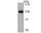 Centromere Protein C antibody, NBP2-75438, Novus Biologicals, Western Blot image 