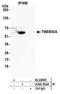 Transmembrane Protein 30A antibody, A305-554A, Bethyl Labs, Immunoprecipitation image 