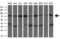 GRP-75 antibody, CF500630, Origene, Western Blot image 