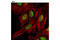 Apoptotic Chromatin Condensation Inducer 1 antibody, 4934S, Cell Signaling Technology, Immunocytochemistry image 