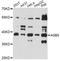 Ankyrin Repeat And SOCS Box Containing 5 antibody, LS-C749450, Lifespan Biosciences, Western Blot image 