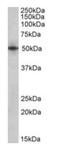 Septin-4 antibody, orb125062, Biorbyt, Western Blot image 