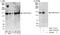 CTD Phosphatase Subunit 1 antibody, A301-172A, Bethyl Labs, Western Blot image 