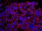 Epidermal Growth Factor Receptor Pathway Substrate 15 antibody, IHC-00337, Bethyl Labs, Immunofluorescence image 