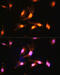Folliculin antibody, 15-583, ProSci, Immunofluorescence image 