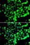 Fas-activated serine/threonine kinase antibody, LS-C346216, Lifespan Biosciences, Immunofluorescence image 