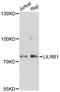 LIR-1 antibody, A12827, ABclonal Technology, Western Blot image 