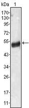 Angiotensinogen antibody, GTX83369, GeneTex, Western Blot image 