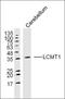 Leucine carboxyl methyltransferase 1 antibody, orb101882, Biorbyt, Western Blot image 