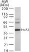 HtrA Serine Peptidase 3 antibody, NB600-1151, Novus Biologicals, Western Blot image 