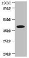 Phosphoseryl-TRNA Kinase antibody, orb356263, Biorbyt, Western Blot image 
