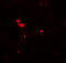 NADPH Oxidase 3 antibody, 7925, ProSci, Immunofluorescence image 