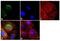Follicle Stimulating Hormone Subunit Beta antibody, MA5-14711, Invitrogen Antibodies, Immunofluorescence image 