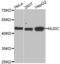 Nuclear migration protein nudC antibody, PA5-76988, Invitrogen Antibodies, Western Blot image 