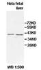 Peroxisomal Biogenesis Factor 14 antibody, orb77928, Biorbyt, Western Blot image 