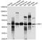 Zinc Finger Protein 2 antibody, A11482, Boster Biological Technology, Western Blot image 