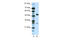 Chorion-specific transcription factor GCMa antibody, 31-200, ProSci, Western Blot image 