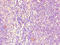 CD32 antibody, CSB-PA10839A0Rb, Cusabio, Immunohistochemistry frozen image 
