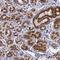 Golgin A5 antibody, HPA000992, Atlas Antibodies, Immunohistochemistry frozen image 