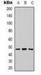 Basigin (Ok Blood Group) antibody, orb319074, Biorbyt, Western Blot image 