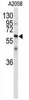 CNTN1 antibody, AP50992PU-N, Origene, Western Blot image 