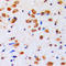 Akt antibody, LS-C351800, Lifespan Biosciences, Immunohistochemistry paraffin image 