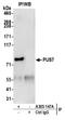 Pseudouridine Synthase 7 antibody, A305-147A, Bethyl Labs, Immunoprecipitation image 