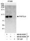 Poly(A) Polymerase Alpha antibody, NB100-55267, Novus Biologicals, Western Blot image 