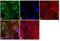 Peptidylprolyl Isomerase B antibody, TAB1002, Invitrogen Antibodies, Immunofluorescence image 